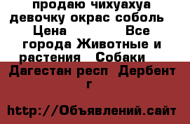 продаю чихуахуа девочку,окрас соболь › Цена ­ 25 000 - Все города Животные и растения » Собаки   . Дагестан респ.,Дербент г.